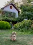 Уелско корги пембрук, снимка 4