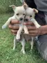 2 женски  2 мъжки, снимка 2