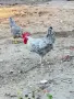 Петли за разплод може и за клане , снимка 2