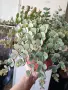 Седум Сиеболди, Sedum sieboldii, снимка 2