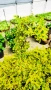 Евонимус Емералд Голд, Euonymus Emerald and Gold!!!, снимка 9