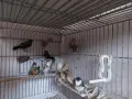 продавам амадини , снимка 3
