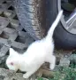 Подаряваме котета., снимка 13
