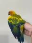 Ръчно хранена Слънчева Аратинга, снимка 1