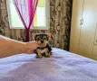 Мини йоркширско териерче , снимка 2
