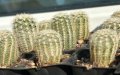 Кактуси Echinocereus Reichenbachii sp Reichenbachii, снимка 6