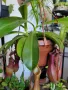 Насекомоядно Растение - Nepenthes , снимка 6