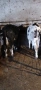 Продавам 2бр мъжки телета , снимка 4