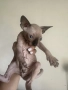 котенца канадски сфинкс женски и мъжки, снимка 5