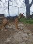Източно европейска овчарка , снимка 4