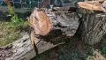 Продавам 3 орехови трупи, снимка 5