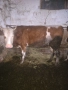 Продавам крави, снимка 5