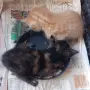 Подаряваме котета., снимка 3
