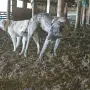 Свободни кангали ., снимка 7