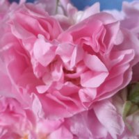 Сладко от маслодайна роза с добавени шафранови нишки 2024, снимка 6 - Домашни продукти - 36912962