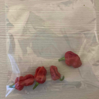 Люти чушки - Carolina Reaper - Каролина Рийпър - Най - лютите чушки, снимка 5 - Домашни продукти - 44778541