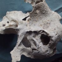 Антика,вкаменелост от тиранозавър , снимка 6 - Антикварни и старинни предмети - 30754055