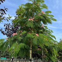 Албиция (Albizia julibrissin), известна още като „копринено дърво“, снимка 4 - Градински цветя и растения - 42629129