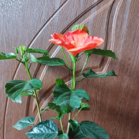 китайска роза , снимка 2 - Стайни растения - 44933619