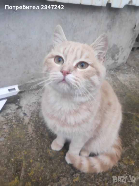 Бежов кротушко, снимка 1