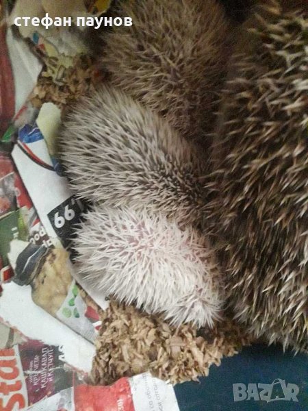 Африкански мини таралежи, снимка 1