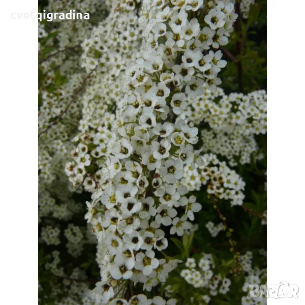 Спирея Майски сняг Spiraea thunbergi, снимка 1