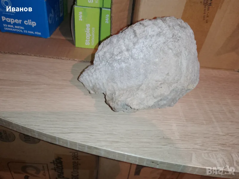 АМОНИТ /ФОСИЛ/ продавам, снимка 1