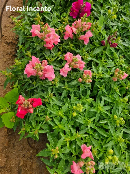 Кученце, снимка 1