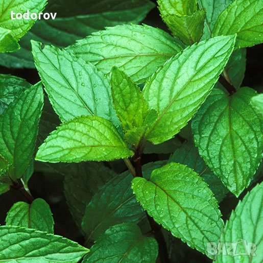 Корени от бонбонена мента, снимка 1