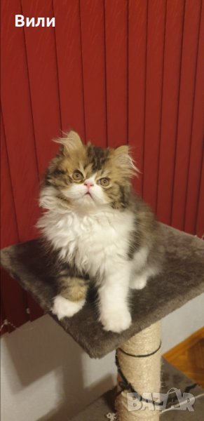 Търсим женска, снимка 1