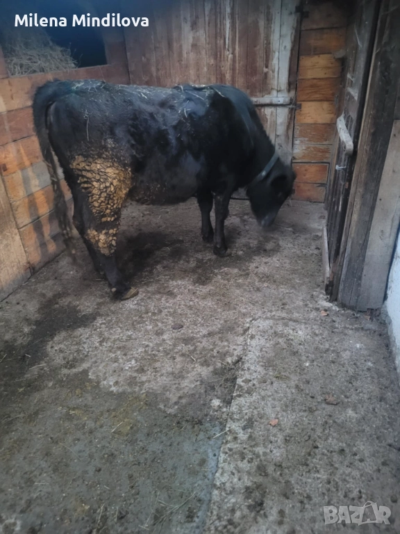 Продавам заплодена юница, снимка 1