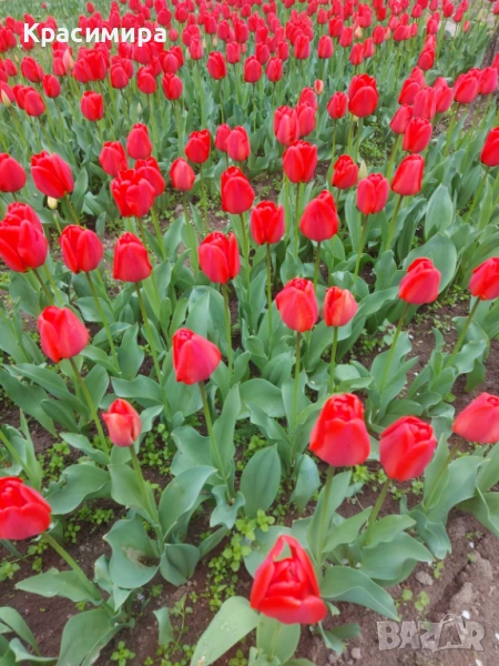 Продавам луковици за лалета, снимка 1