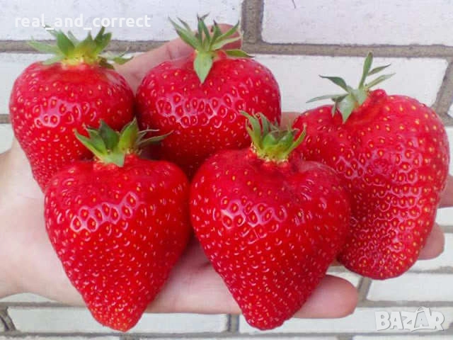 От Производител Уникален Разсад Ягоди и Малини, снимка 1