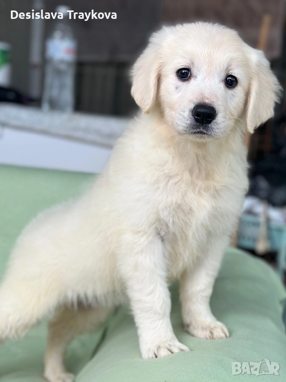 Прекрасни бебета Голдън ретривър , снимка 1