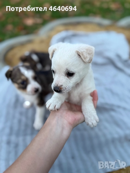 Куче/ кученце, снимка 1