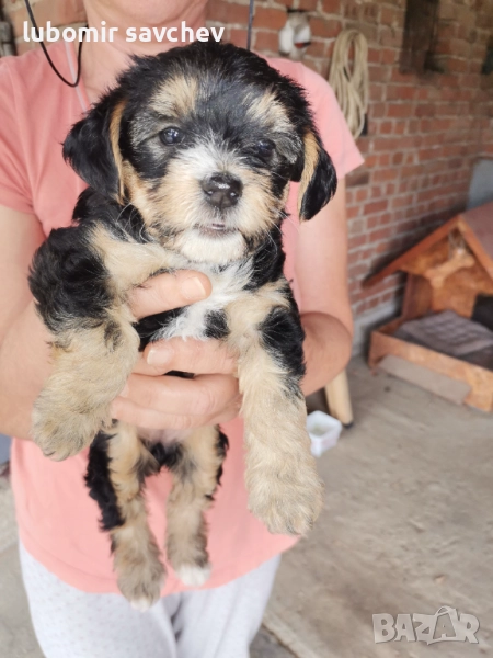 Шарени йоркита, снимка 1