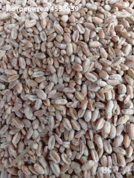 Продавам пшеница , снимка 1