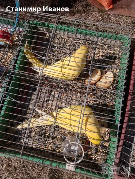 Папагали, снимка 1