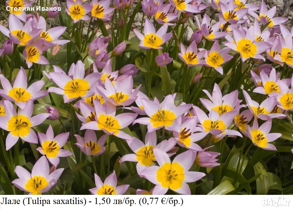 Лале (Tulipa saxatilis) - луковици, снимка 1