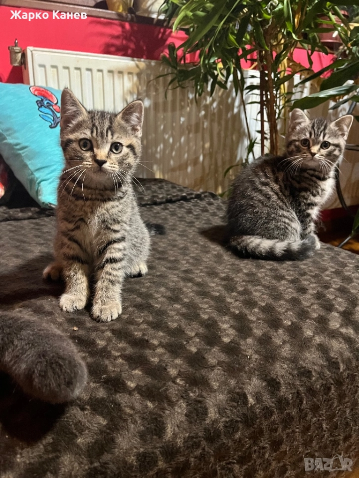 Страхотно  британче, снимка 1