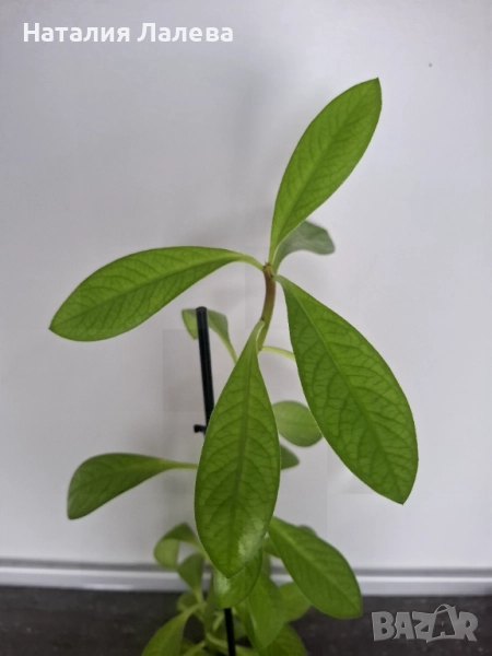 Каучоково дърво, euphorbia Grantii, снимка 1