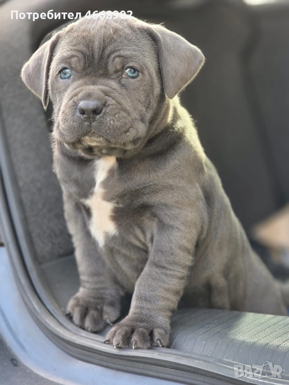 Кучета за продан, снимка 1