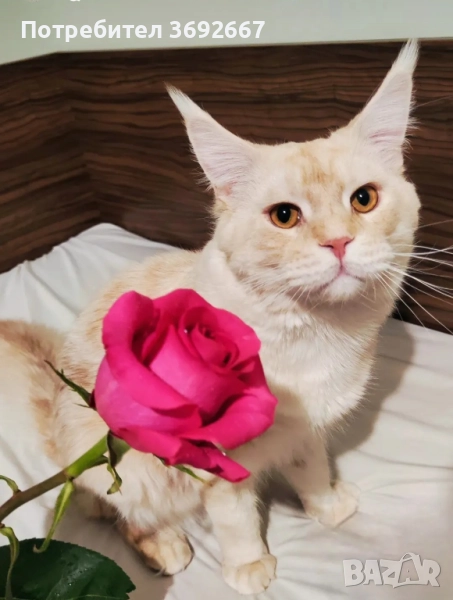 Мъжки Мейн кун търси партньорка, снимка 1