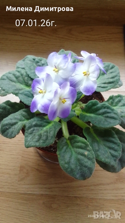 Сентполия - Африканска теменужка , снимка 1