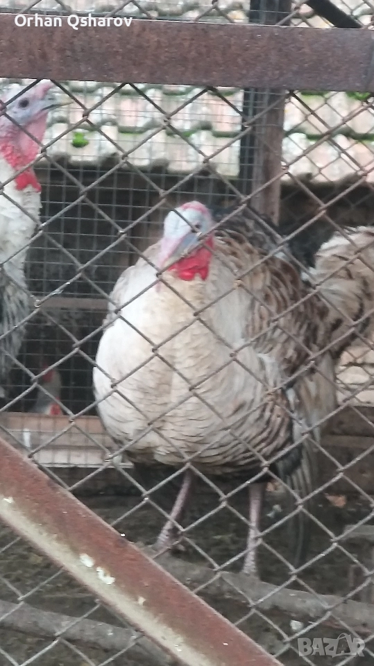 Продавам оплодени  яйца от селски пуики , снимка 1