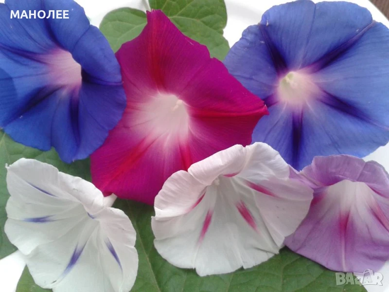 Комплект от 5 вида градински растения, снимка 1