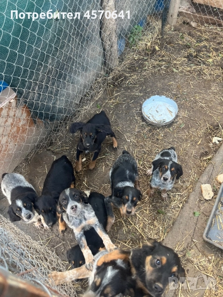 Подарявам малки кученца Епаньол Бретон , снимка 1