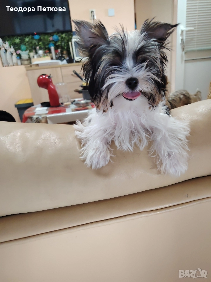 мини йоркширски териер бивър , снимка 1