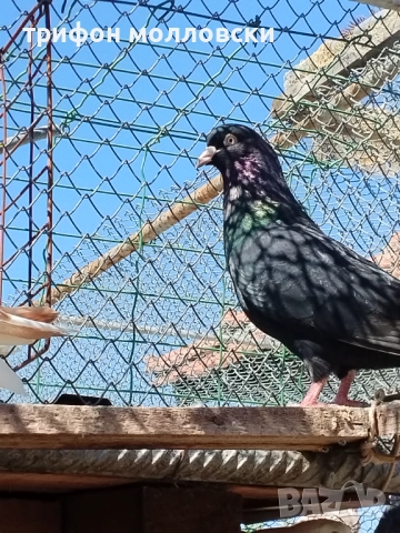 Гълъби на глас и въртене , снимка 5 - Гълъби - 51800997