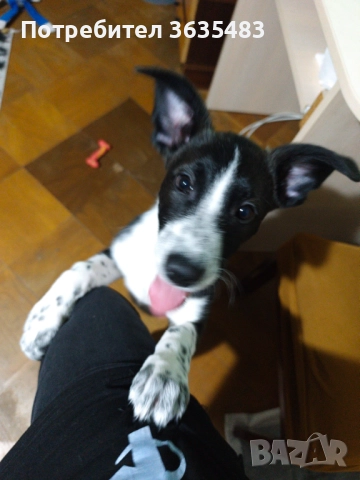 Подарявам, снимка 2 - Други - 52695063